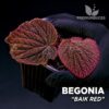 Begonia Baik Bed planta para Terrario