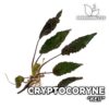 Cryptocoryne Keii planta de Acuario