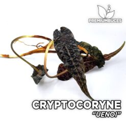 Cryptocoryne Uenoi planta de Acuario