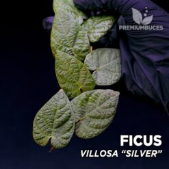 Ficus Villosa Silver planta para Terrario
