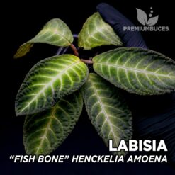 Labisia Fish Bone Henckelia Amoena planta para Terrario