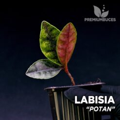 Labisia Potan planta para Terrario