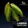 Labisia White Line planta para Terrario