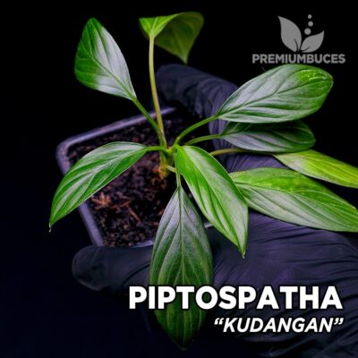 Piptospatha "Kudangan" planta para Terrario