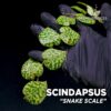 Scindapsus Snake Scale planta para Terrario