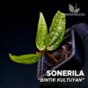 Sonerila Bintik Kultuyan planta para Terrario