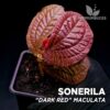 Sonerila Dark Red Maculata planta para Terrario