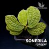 Sonerila Green planta para Terrario