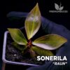 Sonerila Raun planta para Terrario