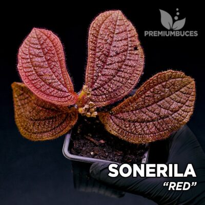 Sonerila Red planta para Terrario