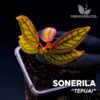 Sonerila Tepuai planta para Terrario