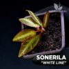 Sonerila White Line planta para Terrario